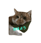 kawaiidoubututati（個別スタンプ：5）