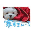 エブリデイ★チャロ吉どん（個別スタンプ：4）