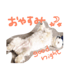 エブリデイ★チャロ吉どん（個別スタンプ：8）