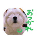 エブリデイ★チャロ吉どん（個別スタンプ：9）