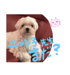 エブリデイ★チャロ吉どん（個別スタンプ：11）