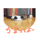エブリデイ★チャロ吉どん（個別スタンプ：13）