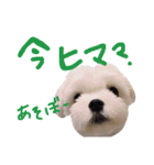エブリデイ★チャロ吉どん（個別スタンプ：16）