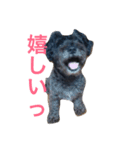 ミニチュアシュナウザーのココ（個別スタンプ：6）