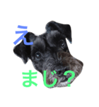 ミニチュアシュナウザーのココ（個別スタンプ：7）