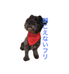 ミニチュアシュナウザーのココ（個別スタンプ：8）