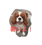 キャバリアきなこ（個別スタンプ：4）