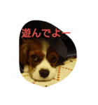 キャバリアきなこ（個別スタンプ：8）
