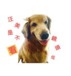 Bow-wow diary（個別スタンプ：1）