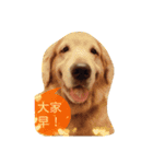 Bow-wow diary（個別スタンプ：2）