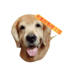 Bow-wow diary（個別スタンプ：4）