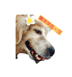 Bow-wow diary（個別スタンプ：5）