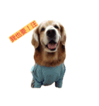 Bow-wow diary（個別スタンプ：7）