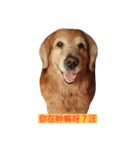 Bow-wow diary（個別スタンプ：9）