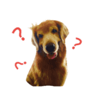 Bow-wow diary（個別スタンプ：10）