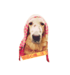 Bow-wow diary（個別スタンプ：11）
