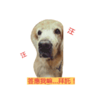 Bow-wow diary（個別スタンプ：12）