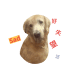 Bow-wow diary（個別スタンプ：13）