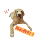 Bow-wow diary（個別スタンプ：14）
