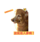 Bow-wow diary（個別スタンプ：15）