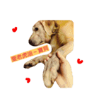 Bow-wow diary（個別スタンプ：16）