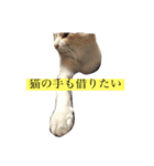 おこげちゃん（個別スタンプ：3）