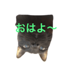 おこげちゃん（個別スタンプ：4）