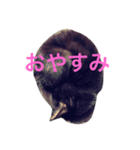 おこげちゃん（個別スタンプ：5）