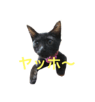 おこげちゃん（個別スタンプ：7）