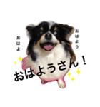 ここみみちゃん（個別スタンプ：1）