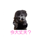 ベベあんじ（個別スタンプ：1）