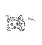 可愛い癒し猫（個別スタンプ：6）
