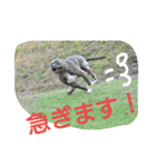 無敵吉（個別スタンプ：3）