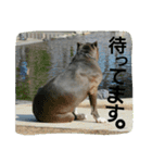 無敵吉（個別スタンプ：4）