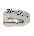 無敵吉（個別スタンプ：7）