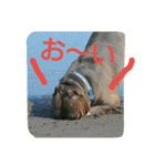 無敵吉（個別スタンプ：9）