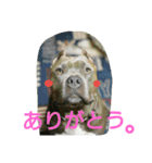 無敵吉（個別スタンプ：16）