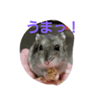 akahamuhamu（個別スタンプ：1）
