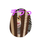 akahamuhamu（個別スタンプ：2）
