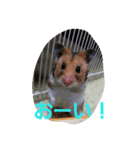 akahamuhamu（個別スタンプ：5）