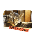 my cat's dairy life（個別スタンプ：2）