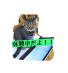 my cat's dairy life（個別スタンプ：3）