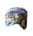 my cat's dairy life（個別スタンプ：4）