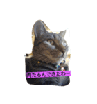 my cat's dairy life（個別スタンプ：5）