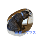 my cat's dairy life（個別スタンプ：6）