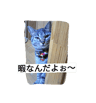 my cat's dairy life（個別スタンプ：7）