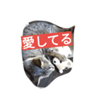 my cat's dairy life（個別スタンプ：8）