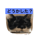 ねこねこ猫2（個別スタンプ：1）