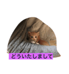 ねこねこ猫2（個別スタンプ：4）