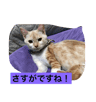ねこねこ猫2（個別スタンプ：5）